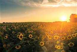 Field of sunflowers with rising sun in background